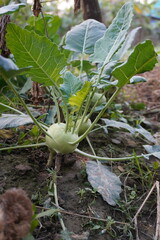 Kohlrabi, the turnip cabbage grown in the agricultural field