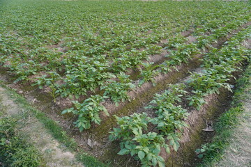 Potato plants in rows in the green meadow