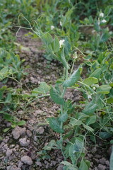 Field pea plant with its tiny flowers in close up