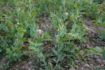 Field pea plants with its tiny flowers on the agricultural field 