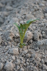 Baby potato plant sprouted from the seed in close up