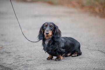 Black and Tan longhaired dachshund dog outdoor portrait 