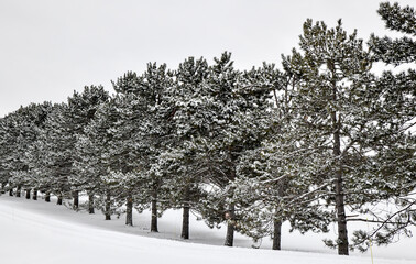 Snow on treelined landscape in winter 