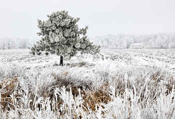 Snow on treelined landscape in winter 