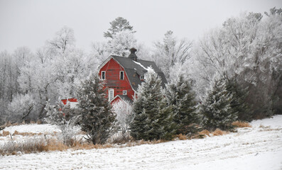 Old red weathered barn in snow covered trees on the farm