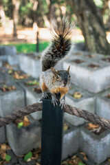 Red and Grey Mexican Squirrel in Chapultepec Park Mexico City. Wildlife in the park