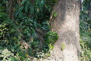 A squirrel is running on the tree inside the creeper plant