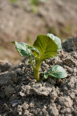 The baby potato plant just sprouted from the seed came out from the soil