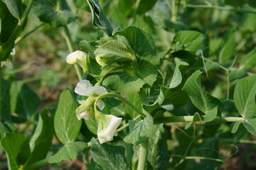 Field pea flower is blooming on its plant