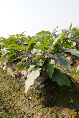 Aubergine plants in the farm in close up
