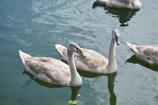 Young swans swimming in the clear, shallow waters of the Dobra River in Jaskovo - Powered by Adobe