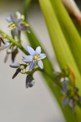 Obraz premium Bamboo flax lily flowers