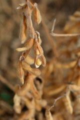 Soybean open seed pod