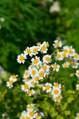 Golden Feverfew flowers