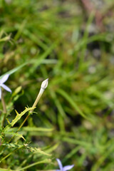 Rock isotome flower bud