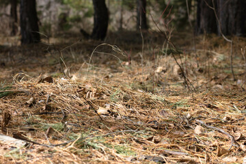 Forest floor with fallen pine needles and dry leaves in the forest.