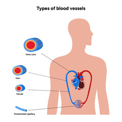 Types of blood vessels circulate blood throughout body. Oxygen to vital organs and tissues. Veins, arteries and capillaries. Medical information and diagram