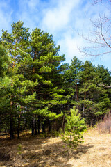 Pine forest in early spring. Early spring forest. the first warm days