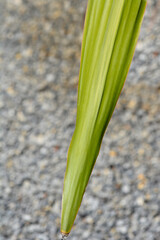 Gymea lily leaf detail
