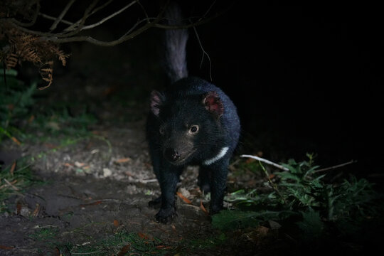 Tasmanian devil at night 
