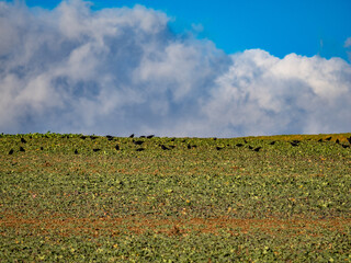 Krähen auf Futtersuche auf einem Feld