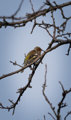 Obraz premium Common chaffinch - Fringilla coelebs