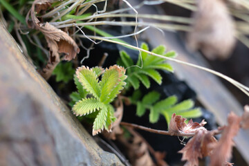 close up of a young strawberry plant growing in a pot in a garden