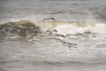 California Brown Pelican squadron elevating their flight path to avoid large breaking wave
