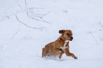 dog playing in the snow
