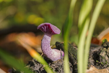 Amethyst deceiver mushroom (Laccaria amethystina) in moss