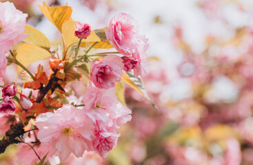 Pink cherry blossom flowers blooming on a sunny spring day