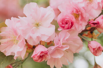 Obraz premium Delicate pink cherry blossoms blooming in spring