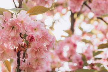 Obraz premium Beautiful pink cherry blossom flowers blooming on tree branch in spring