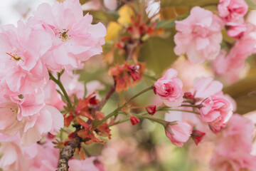 Delicate pink cherry blossoms blooming on a spring day