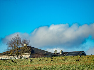 Krähen auf Futtersuche auf einem Feld