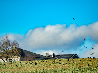 Krähen auf Futtersuche auf einem Feld