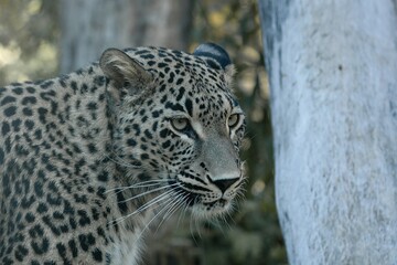 close up of a leopard
