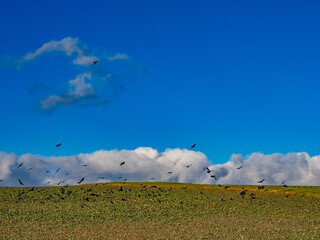 Krähen auf Futtersuche auf einem Feld