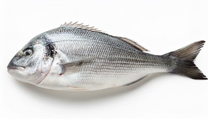 Obraz premium fresh striped bass white background