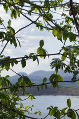 planta falho montanha fundo