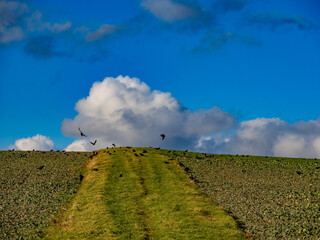 Krähen auf Futtersuche auf einem Feld