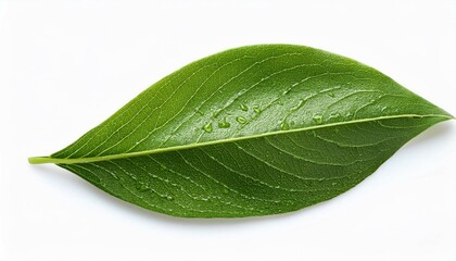green leaf with water drops