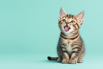 Obraz premium Tabby kitten meowing against a light turquoise background. Expressive and playful pet photography