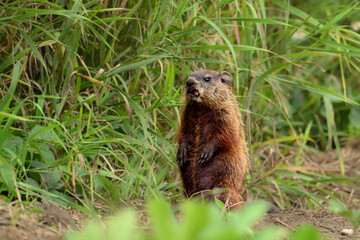 An funny cute baby groundhog sitting up on its back legs explores the outside of its den