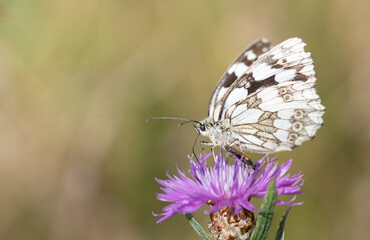 Close-up of a butterfly, a checkerboard butterfly, sitting on a purple meadow flower.
