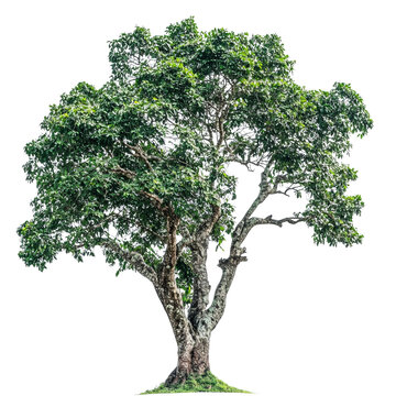 large green tropical tree angsana isolated on a white background