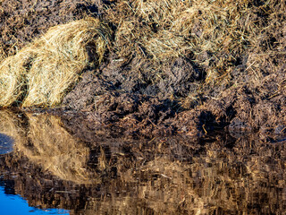 Kuhmist neben einem Kuhstall