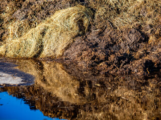 Kuhmist neben einem Kuhstall