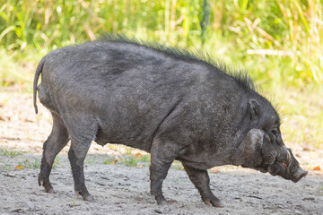 Big adult boar of Visayan warty pig Sus cebifrons