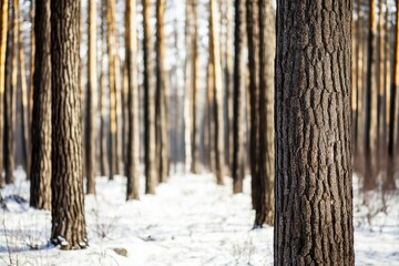 Fototapeta premium Scenic row of trees lining a field under bright sunlight with soft, faded colors in a tranquil setting